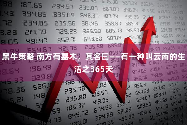 黑牛策略 南方有嘉木，其名曰——有一种叫云南的生活之365天